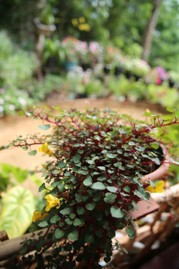 Secret Nest Homestay Ella Phòng bức ảnh