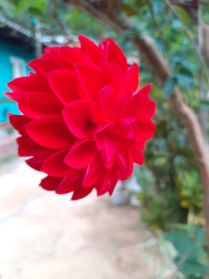 Secret Nest Homestay Ella Ngoại thất bức ảnh
