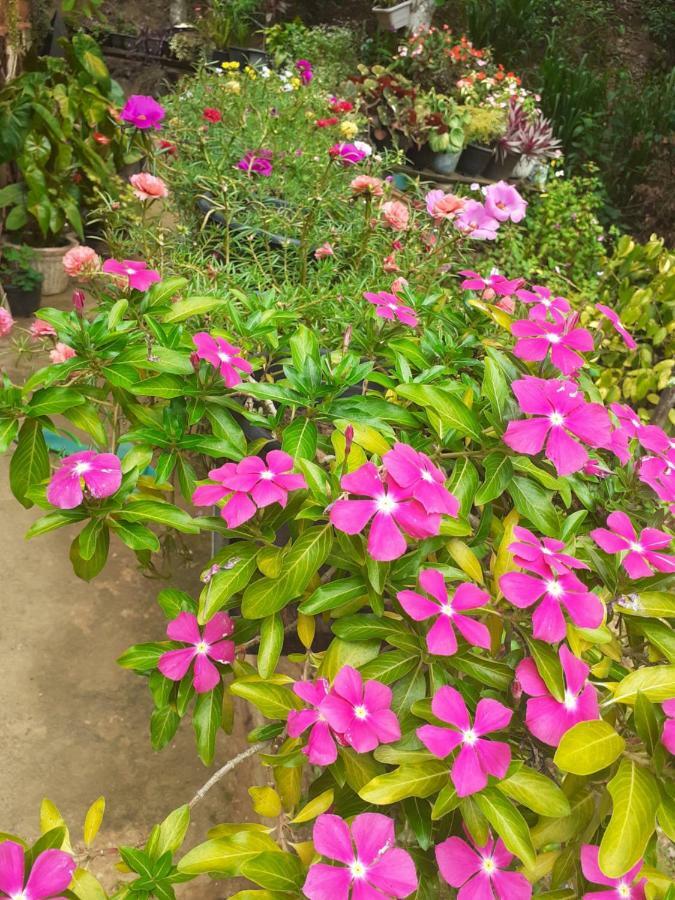 Secret Nest Homestay Ella Ngoại thất bức ảnh