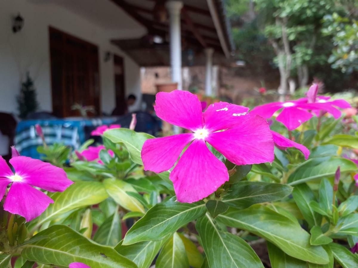 Secret Nest Homestay Ella Ngoại thất bức ảnh